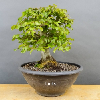 Carpinus Hainbuche Weissbuche